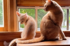 mom and son cats (photo by DH)
