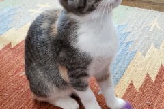 kitten (photo by DH)