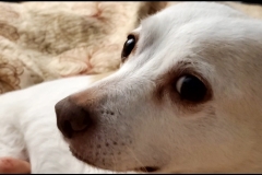 dog looking side eyed (photo by DH)