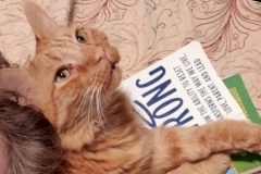 Kitty with Brene Brown book (photo by DH)