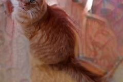 kitty (photo by DH)