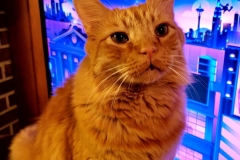 wide-eyed kitty (photo by DH)