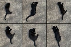 photos of Black Cat (photo by DH)