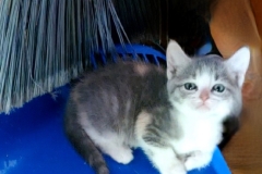 kitten with broom and dustpan (photo by DH)