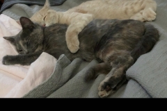 sibling kittens hugging