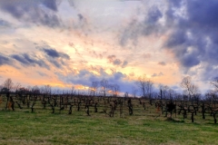 Winter Sunset, Vineyard (photo by DH)