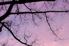 pink winter sunset sky (photo by DH)