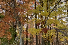 Autumn in the Woods (photo by DH)