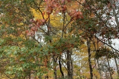 Autumn in the Woods (photo by DH)