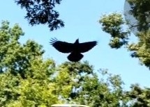 Crow (photo by DH)