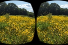 Yellow flowers through 'glasses' (photo by DH)