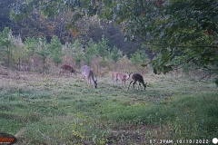 4 deer in M's forest (trail camera)