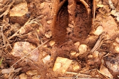 Deer Track  (photo by DH)