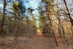 Walk in the Woods (photo by DH)