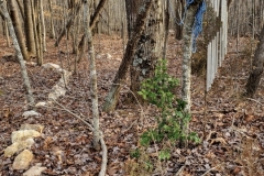 Rocks by the Path, Wind Chimes (photo by DH)