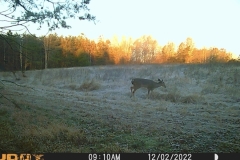 Dear in Field (trail camera)