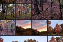 Autumn at the woods (photos by DH)