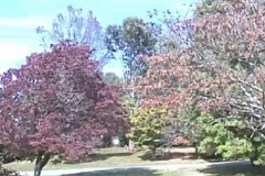 Autumn Colors yard