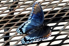Blue Butterfly (photo by DH)