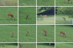Deer (photo by DH)
