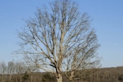 winter tree, tombstone, green field, blue sky (photo by DH)