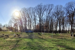 sunshine, trees, green grass, goats, old truck, nature heals in ways we do not expect (photo by DH)