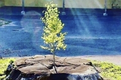 Stump sprout, starting over